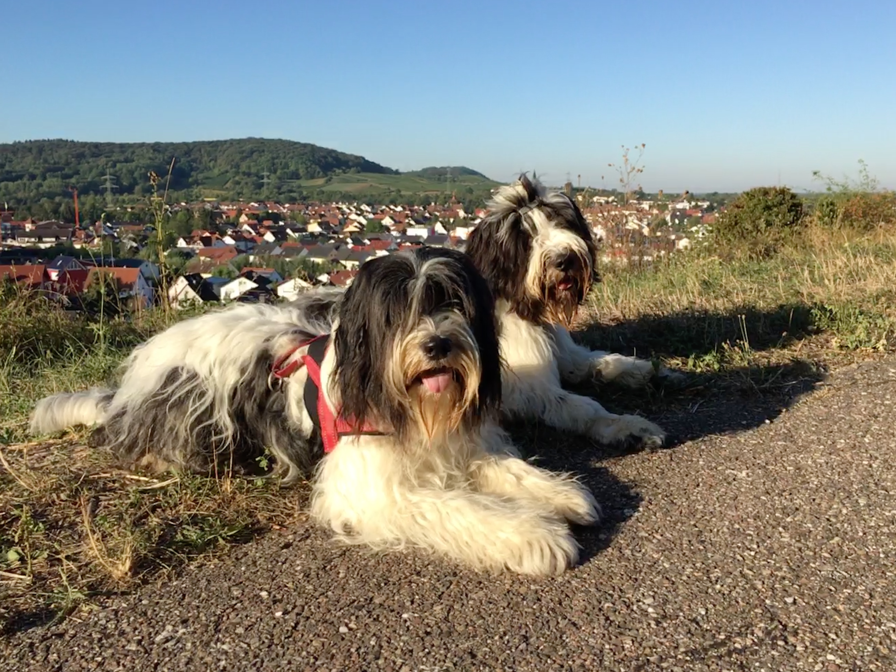 Lola und Levi vor Rauenberger Hintergrund