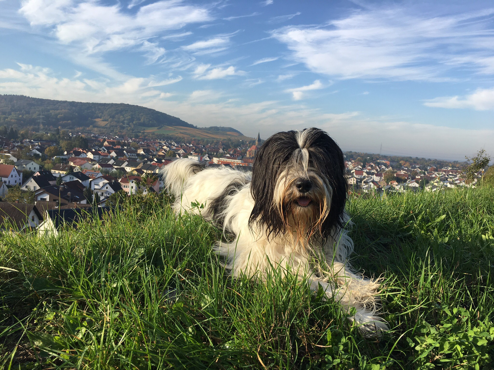 Hund Lola hoch über Rauenberg